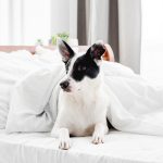 Pet-Friendly House Design: Making Your Four-Legged Family Members Feel at Home